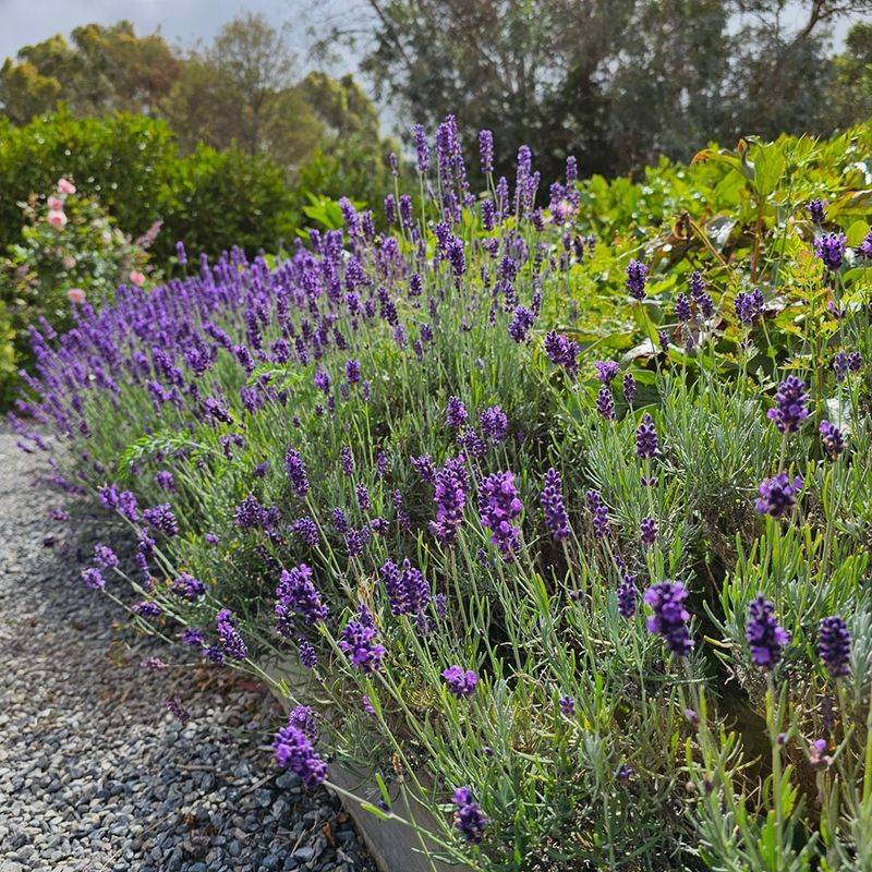 Position Borders Away From Irrigated Lawn Areas