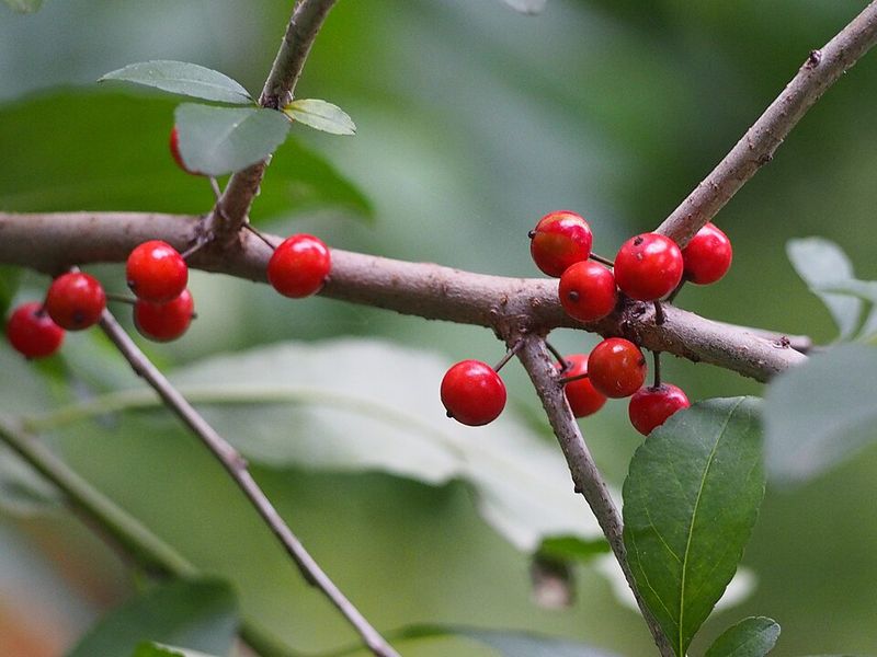 Possumhaw Brings Winter Color To Clay Sites