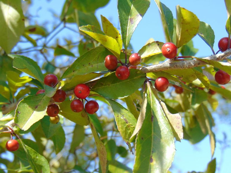 Possumhaw Holly Adds Seasonal Color