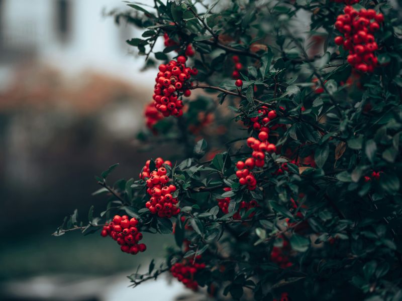 Possumhaw Holly