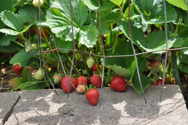 Post-Harvest Feeding Matters More For June-Bearers Post-Harvest Feeding Matters More For June-Bearers