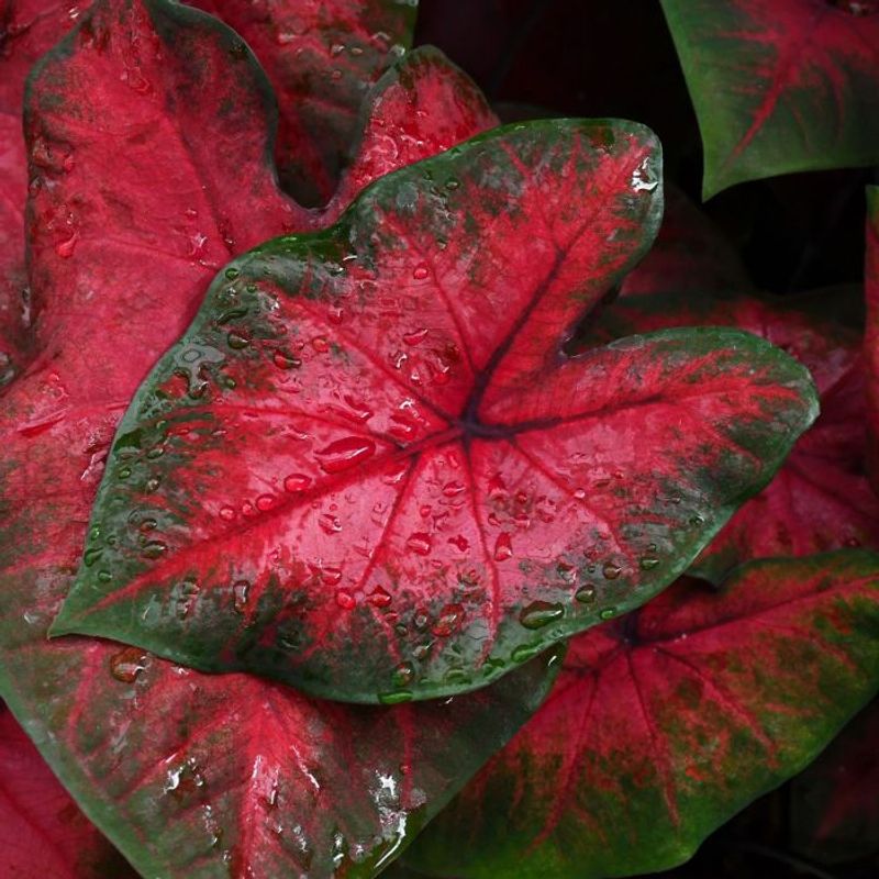 Postman Joyner Caladium (Caladium Bicolor)