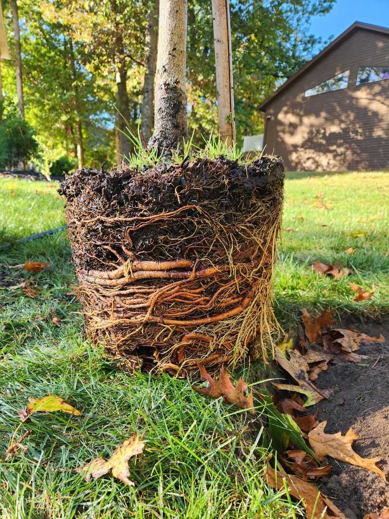 Pot-Bound Roots Stop Trees From Producing Well