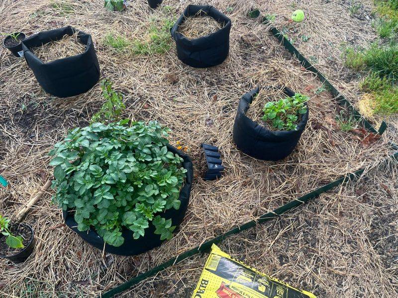 Potatoes Are Surprisingly Easy In Grow Bags Potatoes Are Surprisingly Easy In Grow Bags