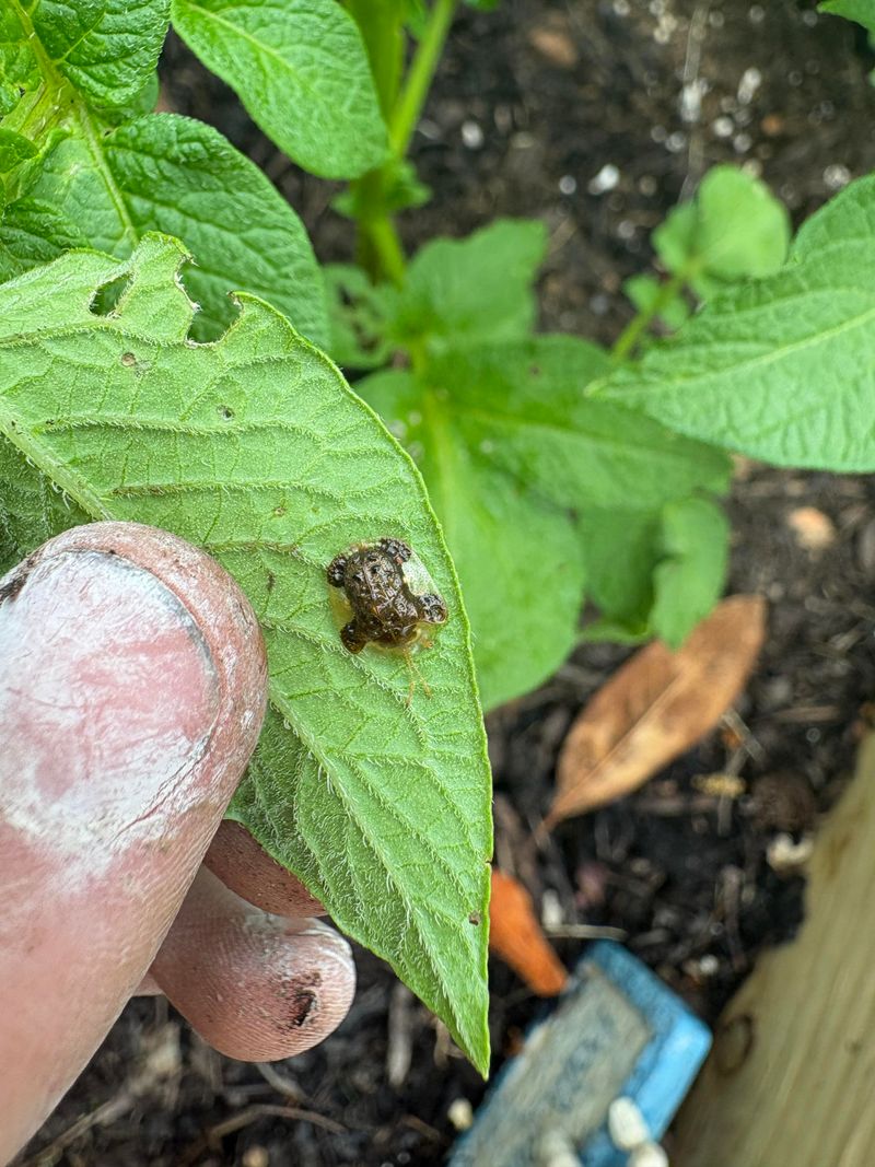 Potatoes Can Bring Pest And Disease Trouble