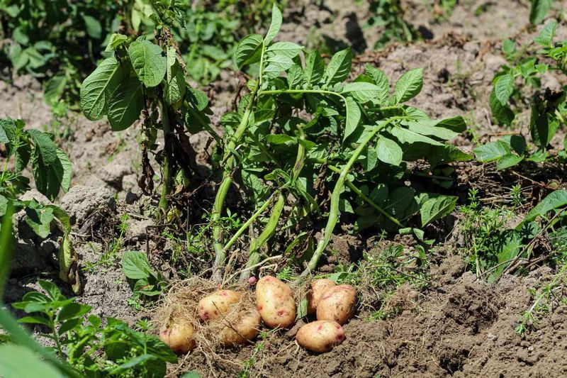 Potatoes (Solanum tuberosum)