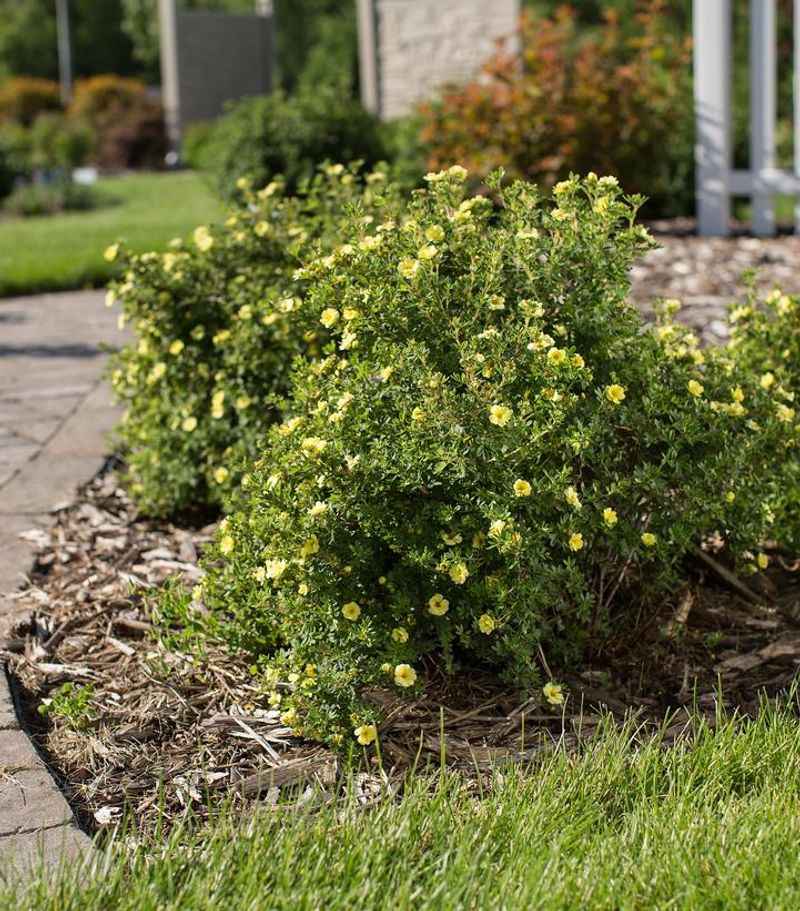 Potentilla Adds Simple And Reliable Color To Cold-Climate Landscapes