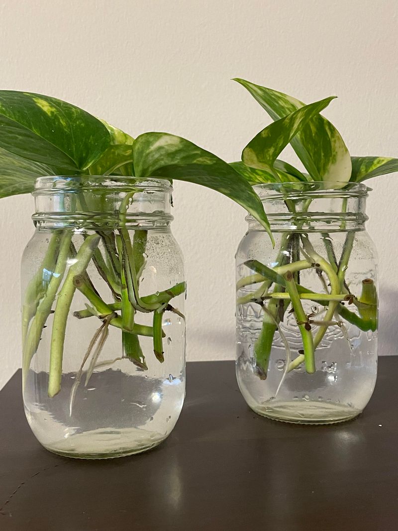 Pothos (Epipremnum aureum)