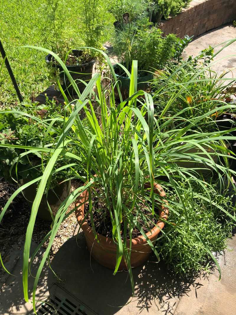 Pots Keep Lemongrass Controlled