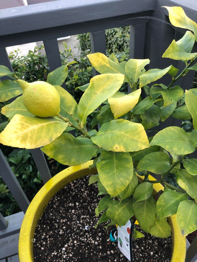 Potted Citrus May Need More Than A Bigger Drink