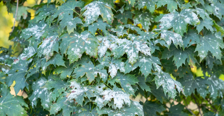 powdery mildew on maple leaves