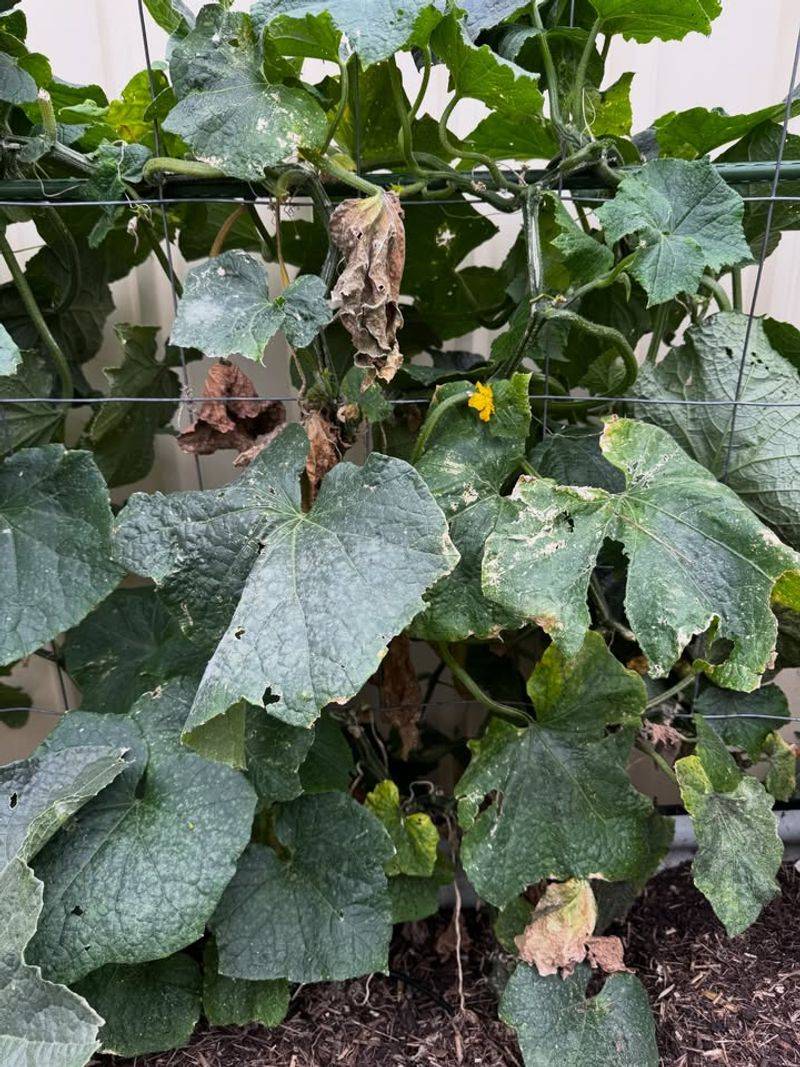 Powdery Mildew Spreads Faster In Humid North Carolina Gardens Powdery Mildew Spreads Faster In Humid North Carolina Gardens