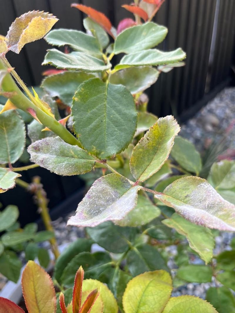 Powdery Mildew Weakens New Growth Powdery Mildew Weakens New Growth