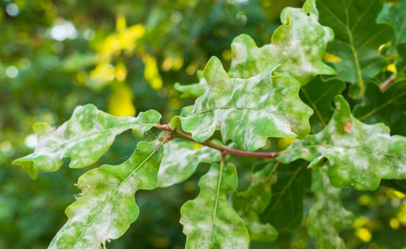 Powdery Mildew Weakens Plants Gradually Over Time