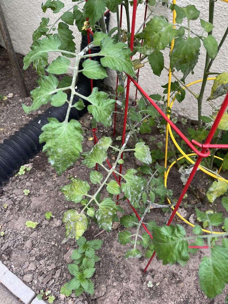 Powdery Mildew