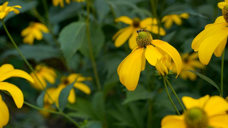 Prairie Coneflower Did Not Come Here To Blend In