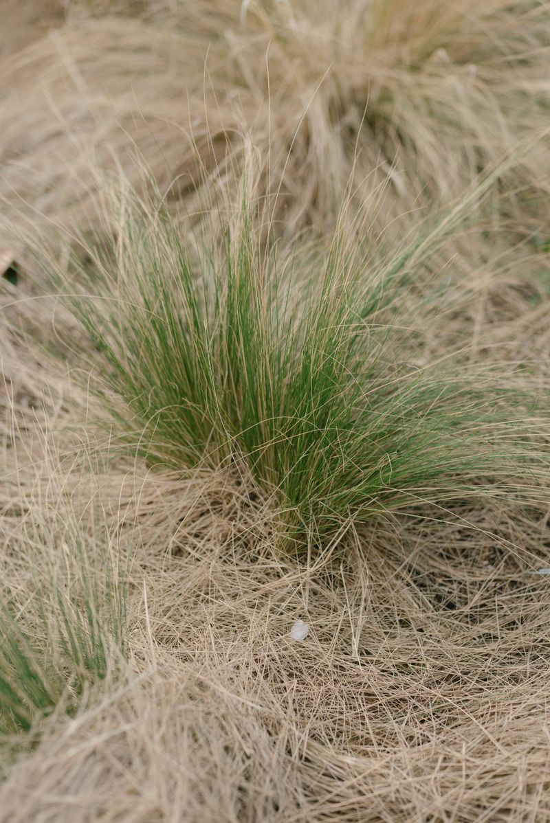 Prairie Dropseed Prairie Dropseed