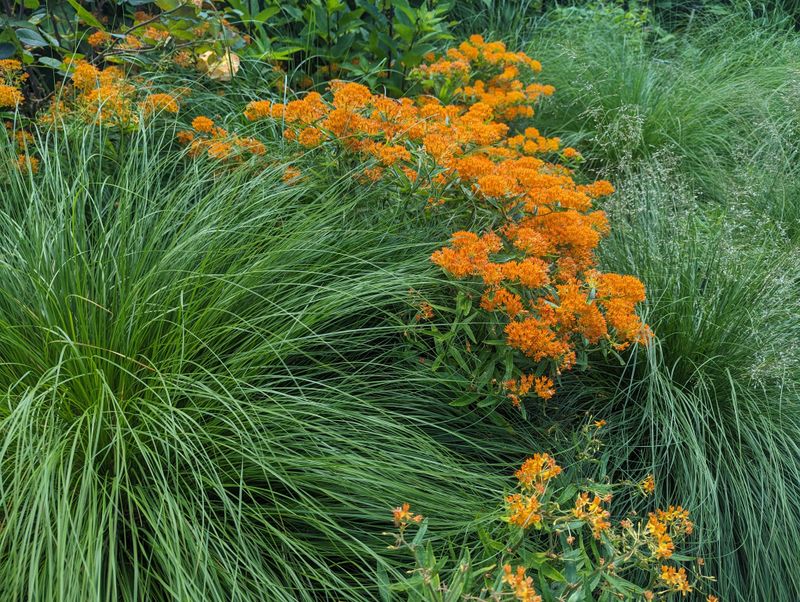 Prairie Dropseed