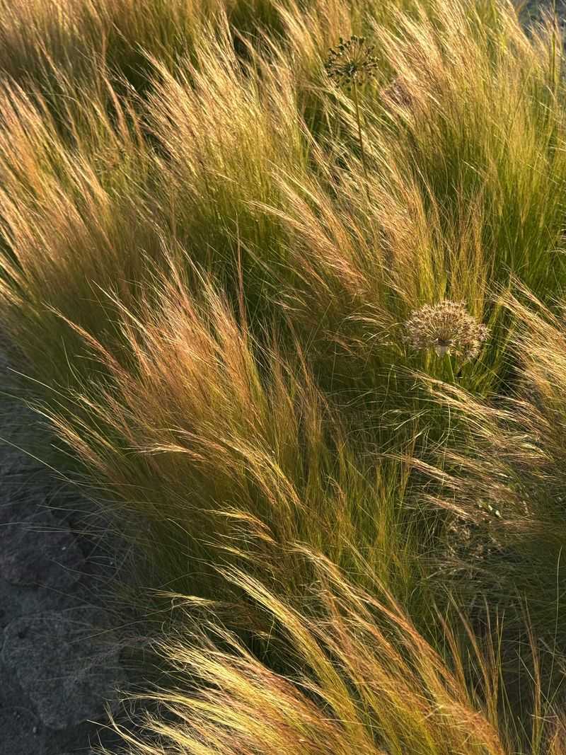 Prairie Dropseed
