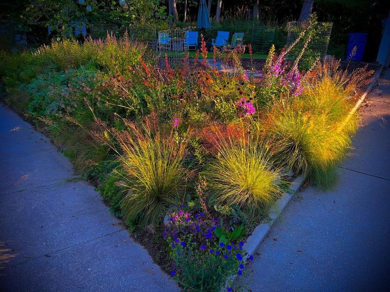 Prairie Dropseed Barely Needs Attention In Michigan Gardens