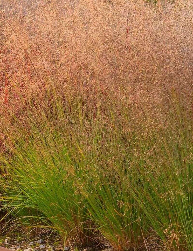 Prairie Dropseed (Sporobolus heterolepis)