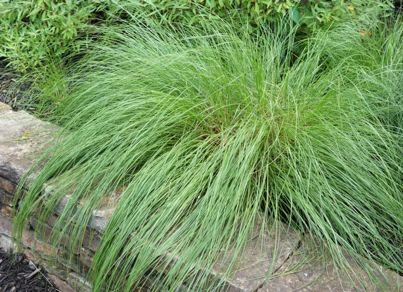 Prairie Dropseed (Sporobolus heterolepis) Prairie Dropseed (Sporobolus heterolepis)