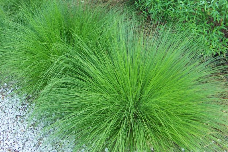 Prairie Dropseed Stays Graceful With Little Water