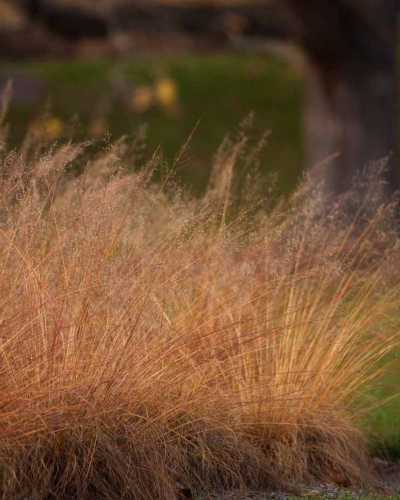 Prairie Dropseed