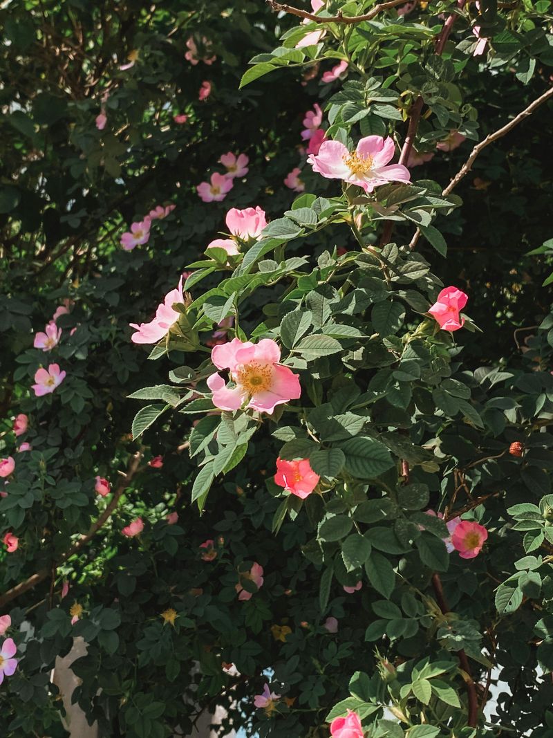 Prairie Rose Prairie Rose