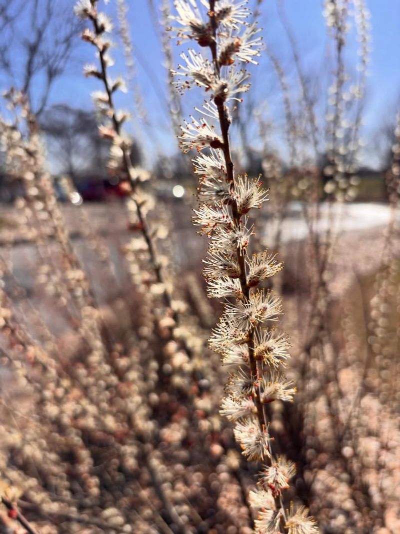 Prairie Willow 