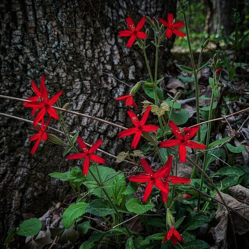 Prefers Well-Drained Woodland Soil