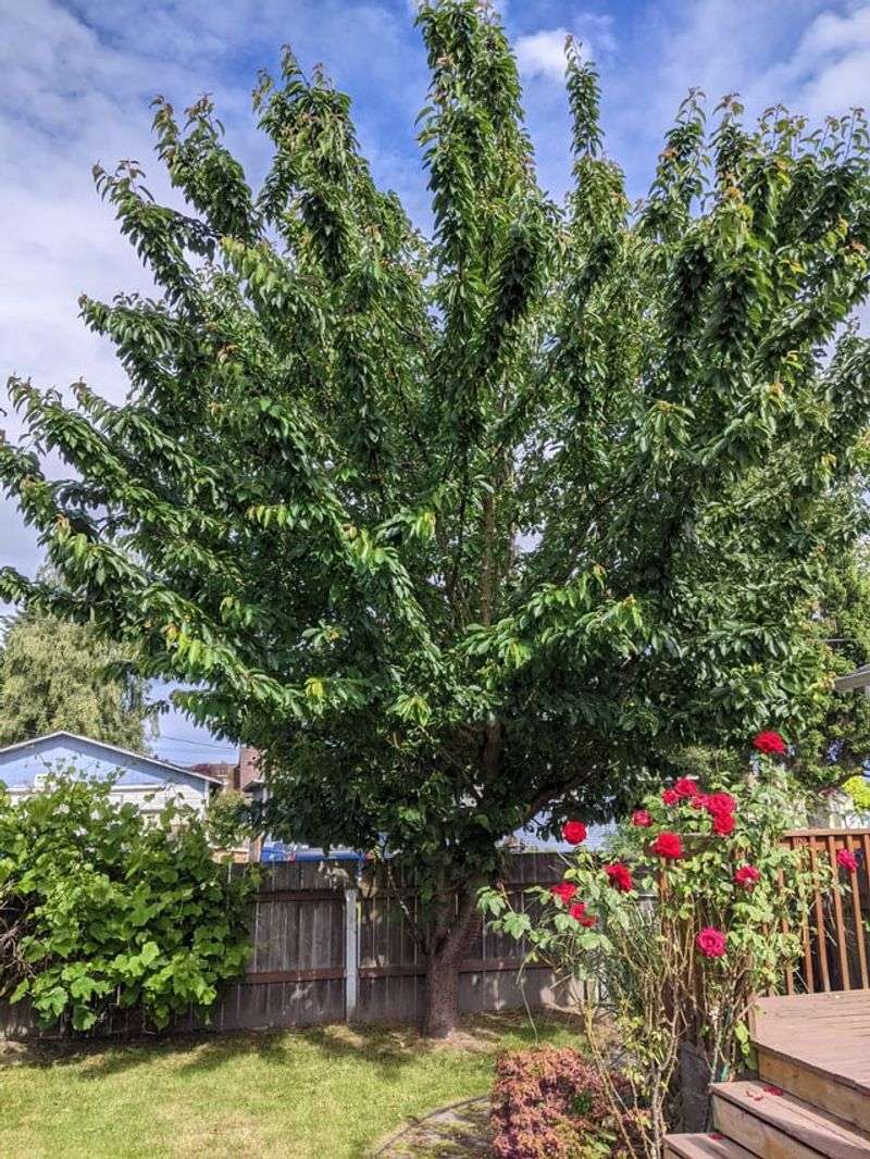 Preserve Mature Trees And Native Plants