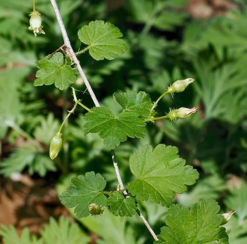 Prickly Gooseberry Prickly Gooseberry