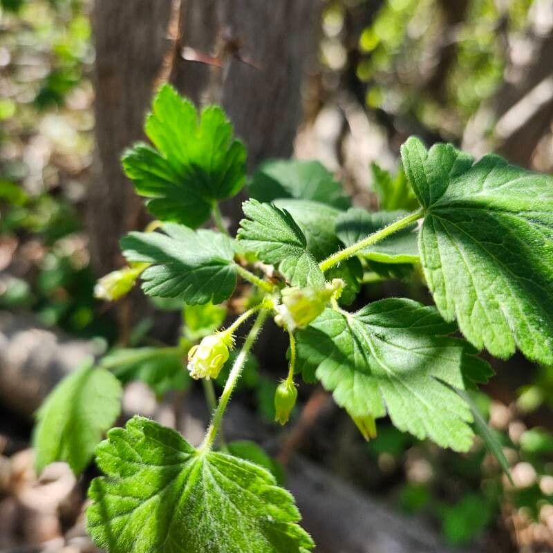 Prickly Gooseberry