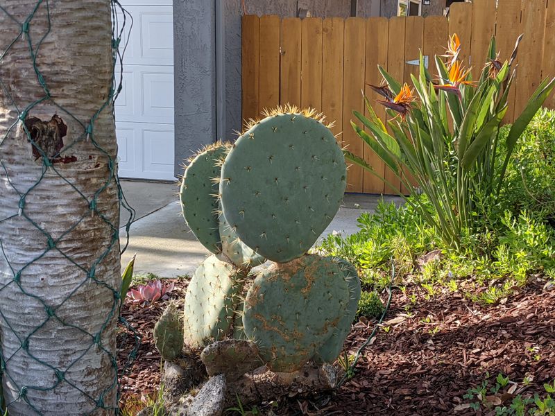 Prickly Pear And Cholla Belong Away From Paths Prickly Pear And Cholla Belong Away From Paths