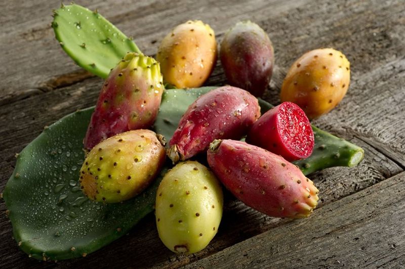 Prickly Pear Offers Flowers, Fruit, And Sculptural Shape Prickly Pear Offers Flowers, Fruit, And Sculptural Shape
