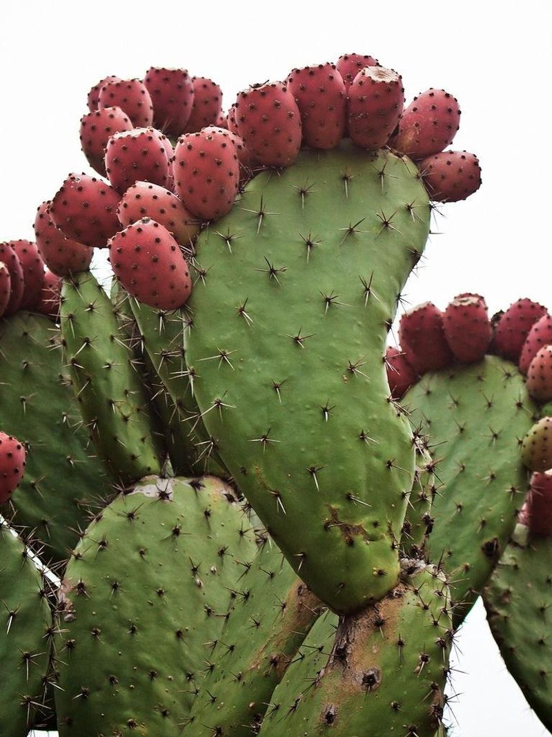 Prickly Pear