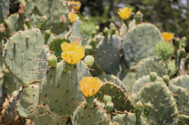 Prickly Pear 