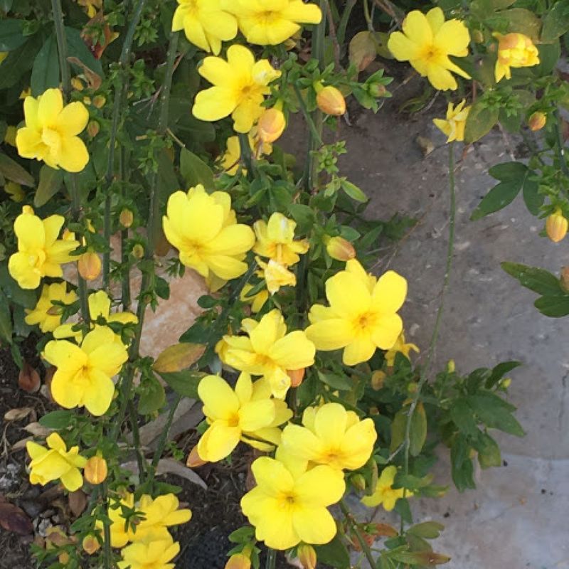 Primrose Jasmine Brings Golden Flowers And A Looser Shrubby Shape