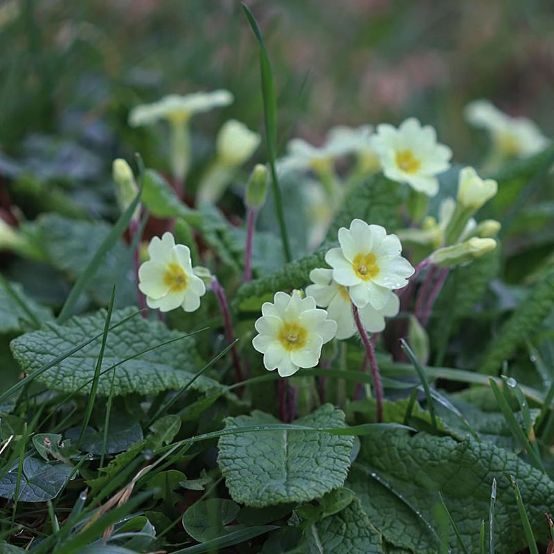 Primroses Brighten Damp Shade Primroses Brighten Damp Shade