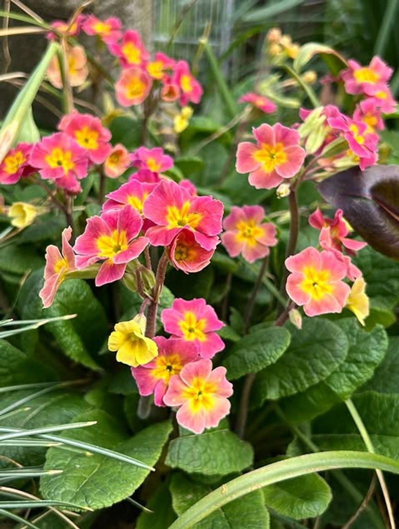 Primroses