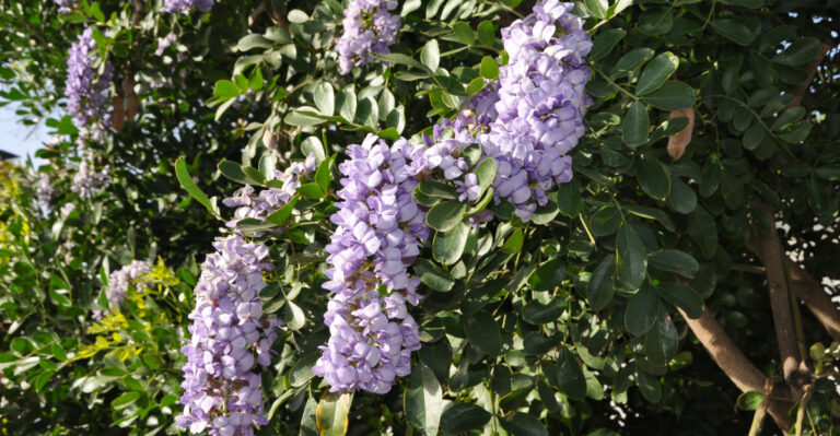 Privacy Plants California Gardeners Should Use Instead Of Bamboo