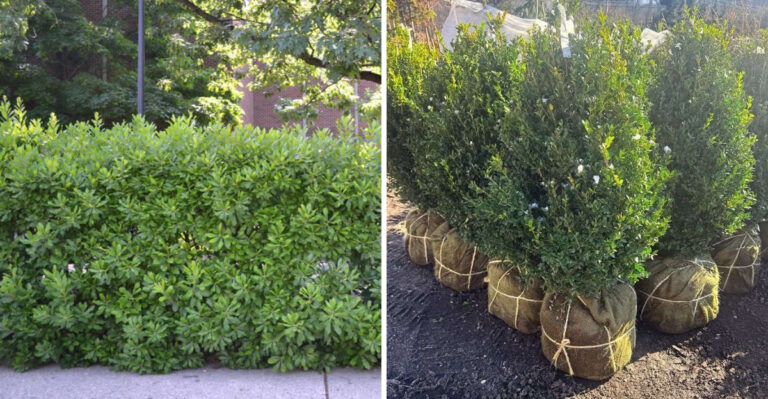 Privacy Plants Michigan Gardeners Are Using Instead Of Arborvitae That Deer Won’t Touch