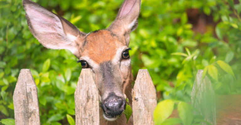 Privacy Plants Pennsylvania Gardeners Are Using Instead Of Arborvitae That Deer Won’t Touch