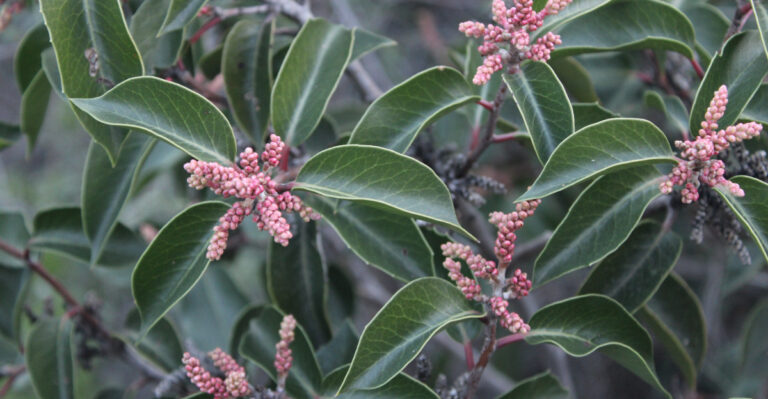 Privacy Shrubs California Homeowners Are Planting Instead Of Fences