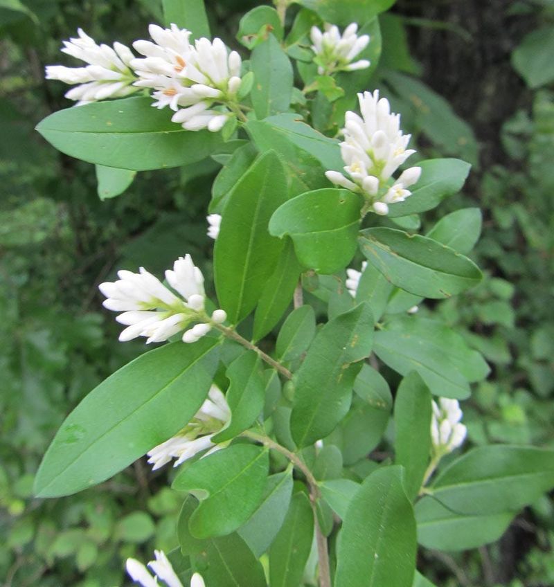 Privet 