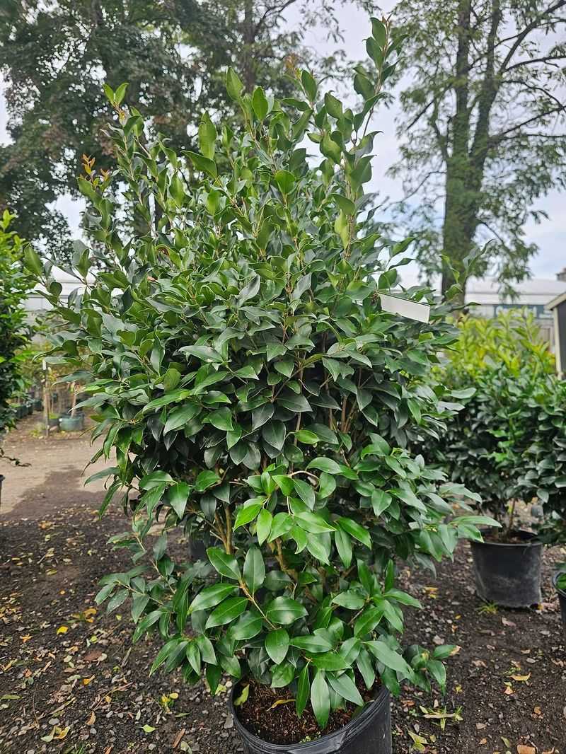 Privet