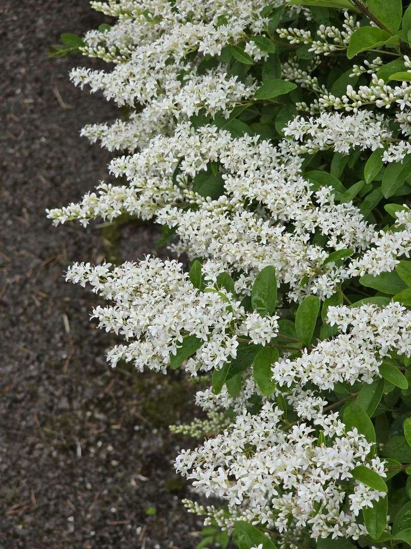 Privet