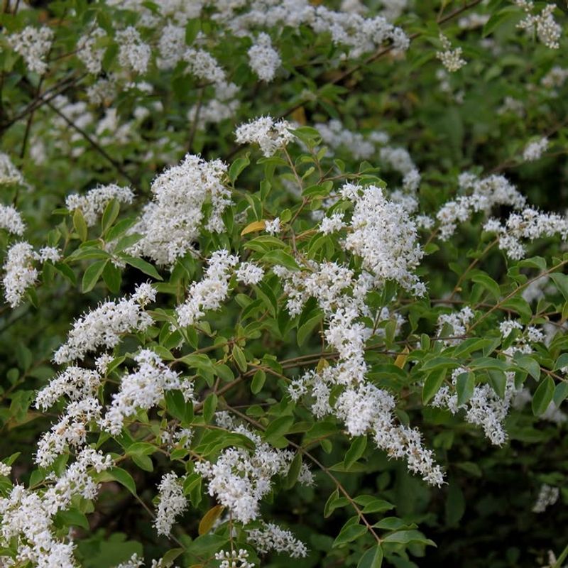 Privet