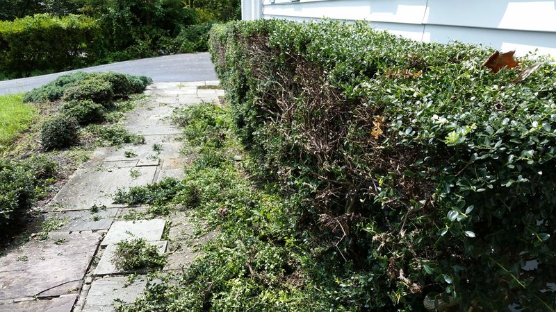 Privet Can Become A Maintenance Headache